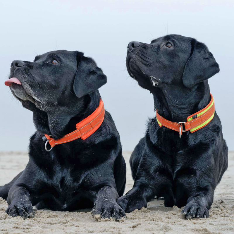 Hundehalsband Ranger mit Zugstopp, orange – Bild 3