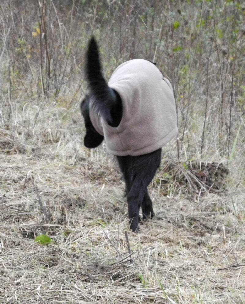 Wärmender HundeBademantel DRY & WARM, außen Fleece/innen Frottee – Bild 6