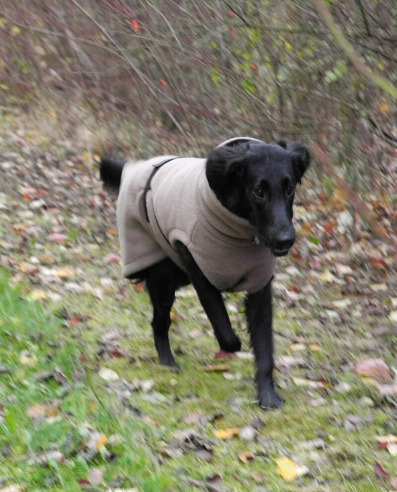 Wärmender HundeBademantel DRY & WARM, außen Fleece/innen Frottee – Bild 5