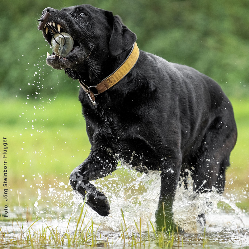 Military-look Hundehalsband mit Polsterung Zugstopp-Halsband